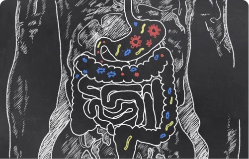 Go With Your Gut : 15 Reasons to Care about Gut Health